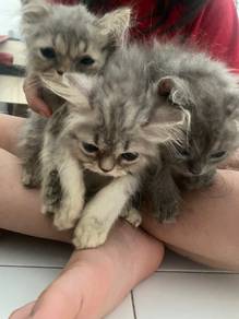 British Long Hair kitten to be home