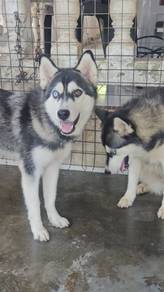 Free adoption female huskies
