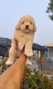 Toy Poodle (Male) Price Negotiable 纯种玩具贵宾 价可商量 男生