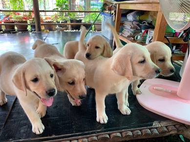 Labrador Retriever Puppies