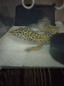 Leopard gecko 
