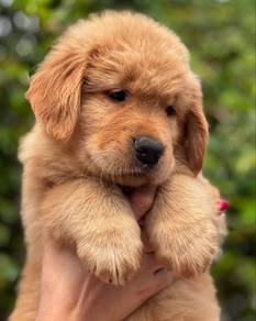 Golden retriever big bone 