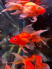 Koi Fish