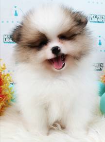 Pomeranian