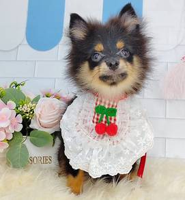 Pomeranian