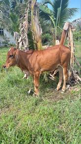 lembu jantan