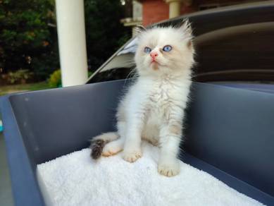 TOPs S-GRADE Freydis Bicolor Ragdoll cat kucing