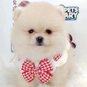 Pomeranian