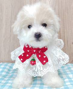 Maltipoo