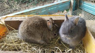 nd Netherlands dwarf rabbit 