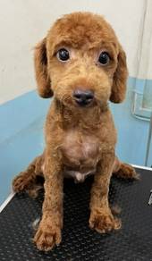 Toy poodle