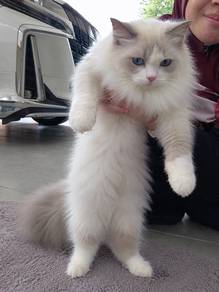 ragdoll pure ( original )