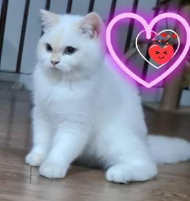 certified golden point british shorthair (pet only