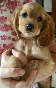 Muzzle-muffin English Cocker Spaniel Sweet Face Pu
