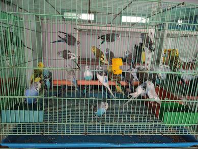 Budgies