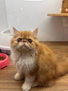 Exotic Long Hair Cat