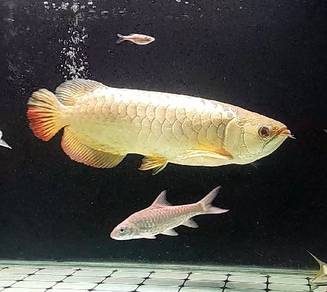 arowana MGBB Crossback 