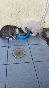 cute kittens and mamak cat
