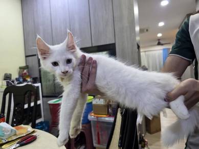 Mainecoon