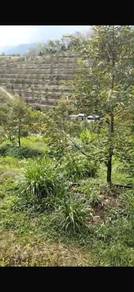 Agricultural Land in Kuala Pilah, NSN