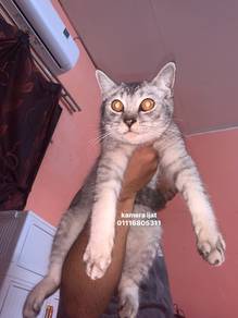 BSH male silver