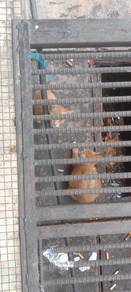 kucing kecil comel free ipoh 