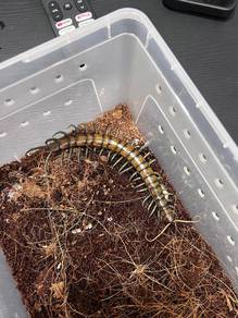 centipede (scolopendra mint leg) RARE!