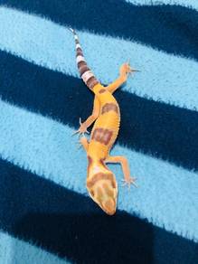 Baby Albino Tremper Leopard Gecko 