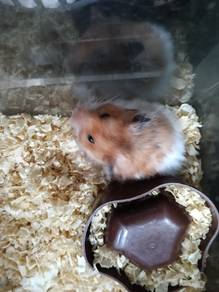 Harmster 