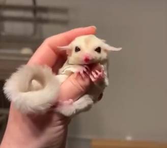 sugar glider