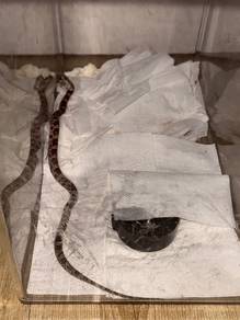 Subadult Corn Snake