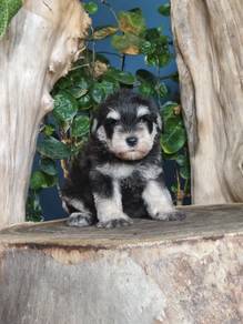 Pure Breed Black & Silver Mini Schnauzer (Female)