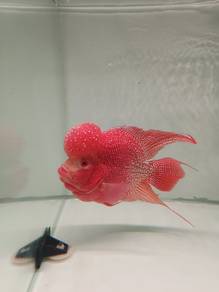 Flowerhorn Kamfa GB 