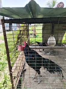 Ayam SG