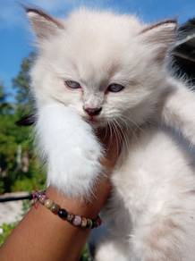 Cat Ragdoll Mix Clearence Low Price Female