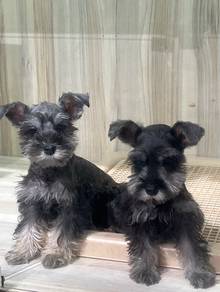 Schnauzer Puppy Male for Sale