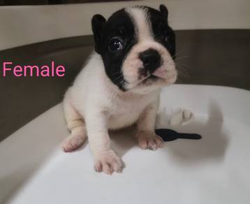 french bulldog 