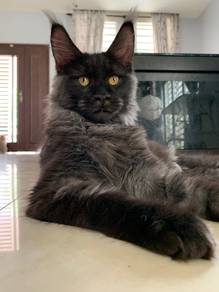 Mainecoon