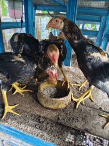 ayam