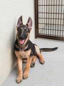 German Shepherd puppy 