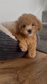 K4689 Innocent Maltipoo tiny curly dog with soft c