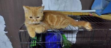 oyen boy