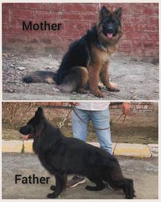German shepherd puppies 
