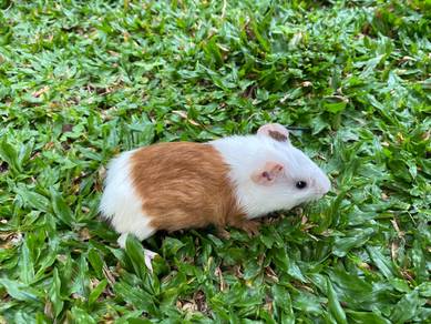American Guinea Pig (male)