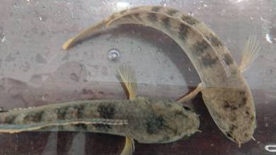 limbata cb ready to breed