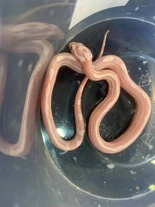 Corn Snake - Snow Cube