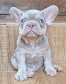 FRENCH BULLDOG PUPPIES🌻A29 Isbella New Shad