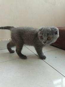 Comel & Unik! Anak Kucing British Shorthair Fold
