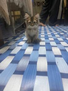 domestic long hair