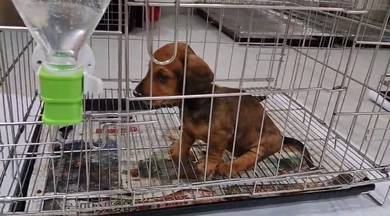 Dachshund female puppies